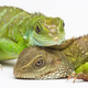 Illustration for article titled Single Mother Of the Year is This Self-Conceiving Water Dragon